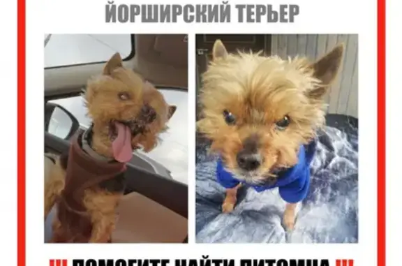 Пропала добрая собака возрастом 14 лет в Москве, Тверской район