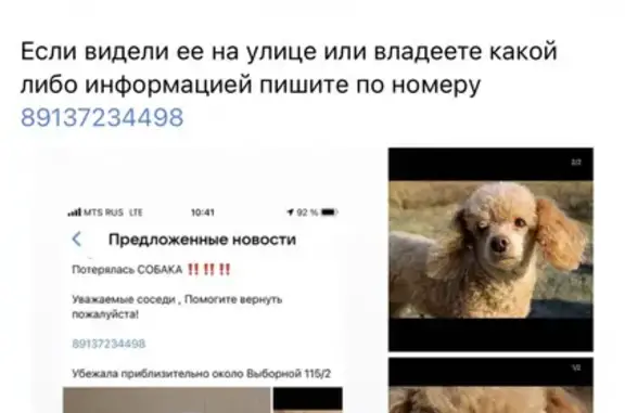 Пропала собака Мика на Выборной ул. 125/1, Новосибирск.