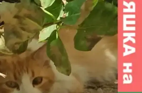 Найдена кошка в Симферополе, Героев Сталинграда, с ошейником.