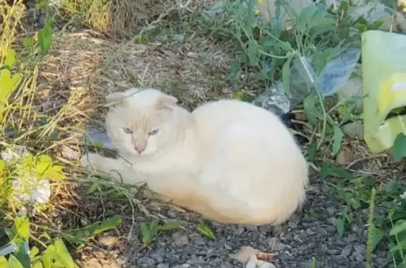 Найдена кошка на деревенской помойке в Софьино