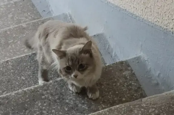 Найдена кошка на ул. Строителей, Москва