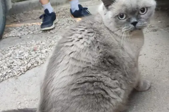 Найдена кошка, , фото: Найден кот в Балаклаве, ищем хозяев!