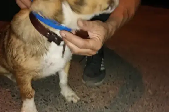 Найдена собака на ул. Корочанской