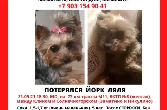 Пропала собака Ляля, 1,5-1,7 кг, с клеймом на животе, без ошейника. Потерялась на трассе М11 73 км от Москвы. Помогите!