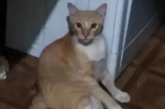 Кошки потеряшки, Санкт-Петербург, фото: Потеряшка кошка Яша на ул. Киевская 18, СПб