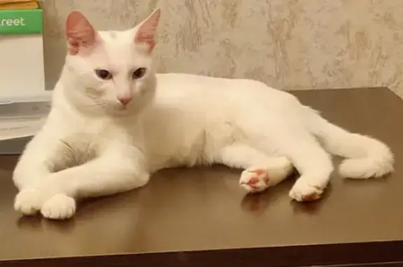 Найден ласковый белый кот с голубыми глазами на 11Б Рупасовском переулке, Мытищи