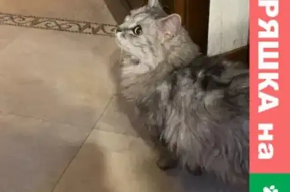 Найдена кошка на улице Маршала Савицкого 8
