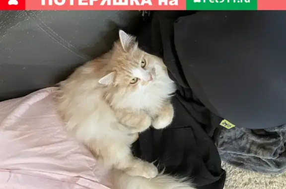 Пропала кошка Шпендель в Таганском районе, Москва
