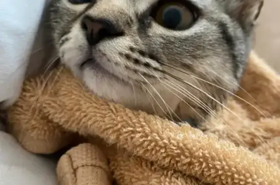 Кошки потеряшки, Ставрополь, фото: Потеряшка кошка Меллиса на пр. Карла Маркса, Ставрополь