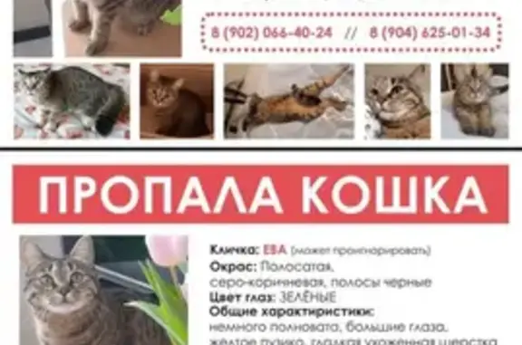 Пропала кошка Ева, ул. Терешковой, Владивосток, 89020664024