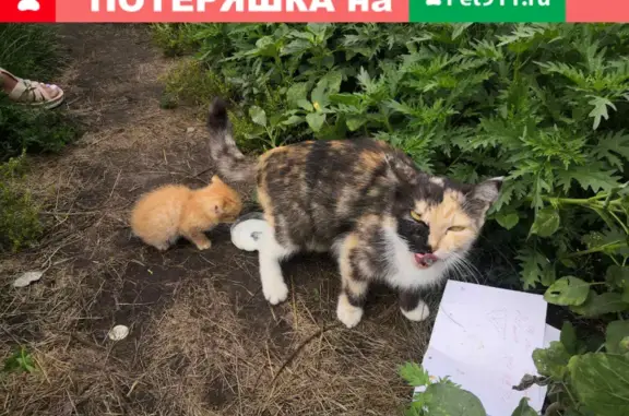 Найдена кошка на Металлургов-Лазо 55/38 в Красноярске
