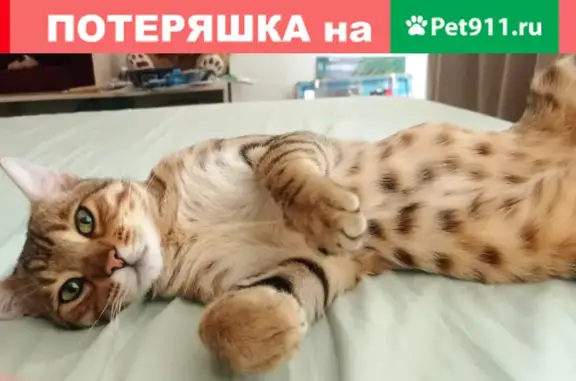 Найден породистый кот в районе Нарвской, вознаграждение.