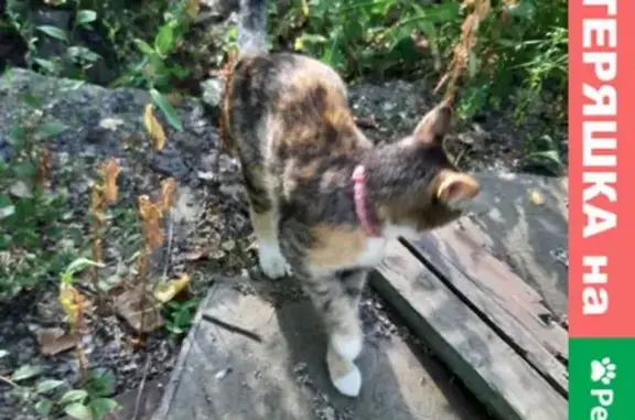 Найдена кошка с розовым ошейником на Ленинградской улице