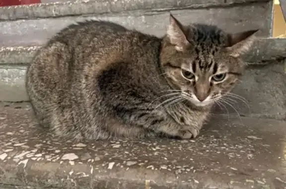 Найдена кошка на Сеславинской улице, Фили