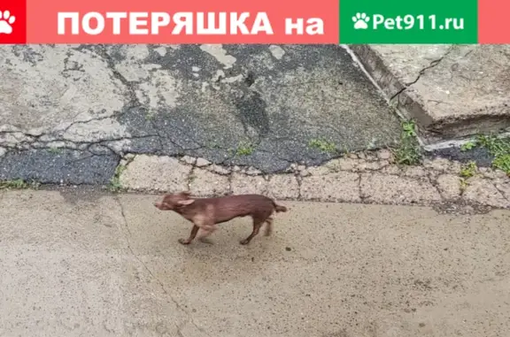 Найдена собака возле Ломоносова 90 в Красноярске