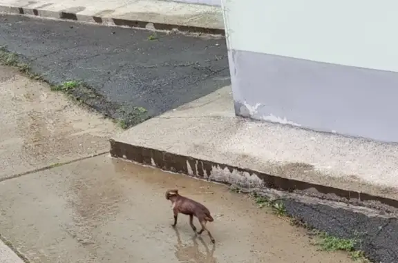 Найдена собака возле здания Ломоносова 90, Красноярск