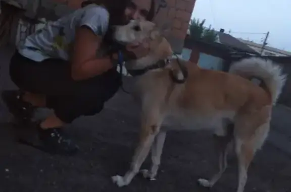 Собаки потеряшки, Красноярск, фото: Потеряшка собака в железнодорожном районе