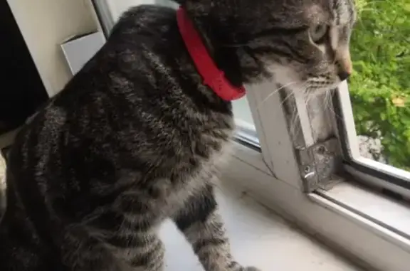 Кошки потеряшки, Санкт-Петербург, фото: Потеряшка кошка на проспекте Энтузиастов