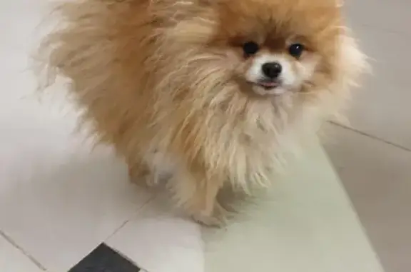 Собаки потеряшки, Брянск, фото: Потеряшка собака породы Шпиц на ул. Цюрупы 28А в Брянске