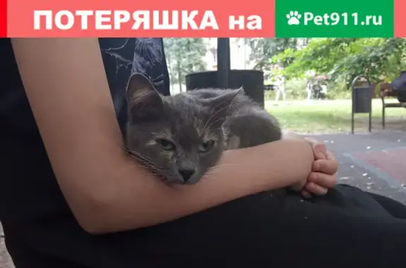 Найдена трехцветная кошка на ул. Вишнёвая'20, Москва