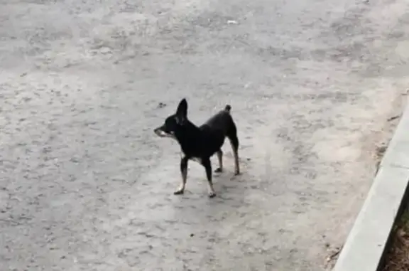 Найдена собака в Жуковском, без ошейника!