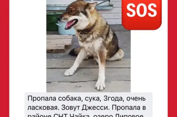 Собаки потеряшки, Тюмень, фото: Потеряшка собака Джесси в районе СНТ Чайка, озеро Липовое