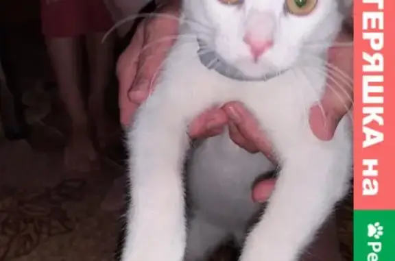Найдена кошка на улице Стахановской, Щекино