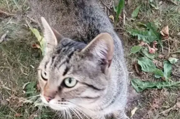 Найден британский кот: Лобня, ул. Некрасова 5