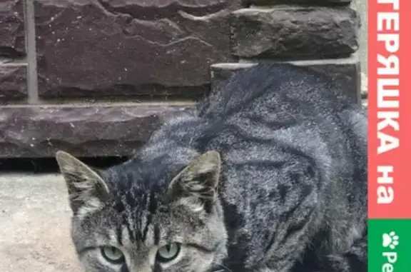 Кошка с синим бинтом найдена в Долгом Ледово (Щелковское направление)