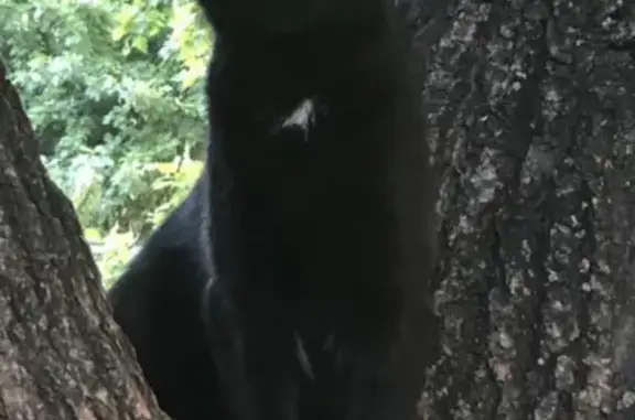 Кошки потеряшки, Казань, фото: Потеряшка кошка на пр-те Х. Ямашева,24/ Ибрагимова,40, Московский район.