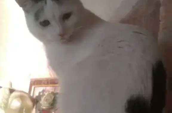 Кошки потеряшки, Ульяновск, фото: Потеряшка молодой кот на Центральной улице в Ульяновске