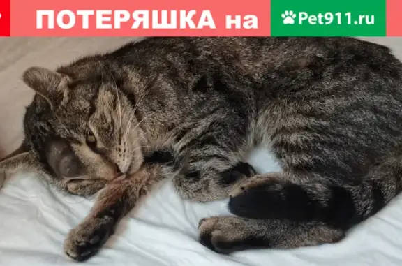 Кошки потеряшки, Санкт-Петербург, фото: Потеряшка кошка на ул. Рашетова, СПб, с шишкой на голове