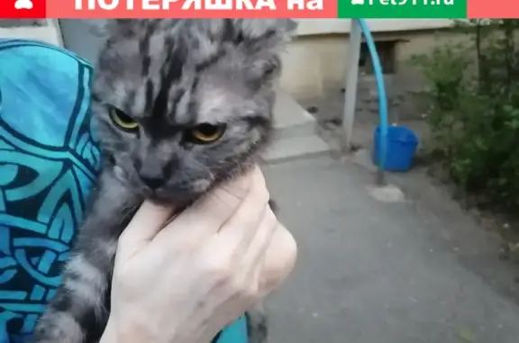 Найдена кошка на ул. Светлоярская, Н. Новгород, порода вислоухий британец.
