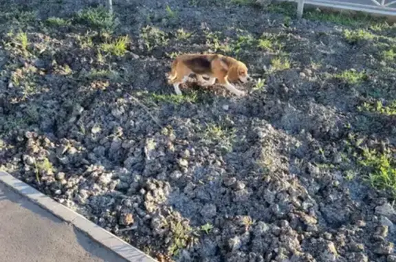 Пропала собака бигль Джеки в Юбилейном, Саратовская область