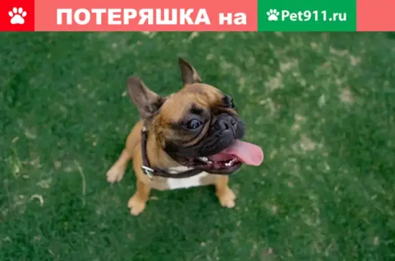 Пропала собака Люси на ул. Алма-Атинской