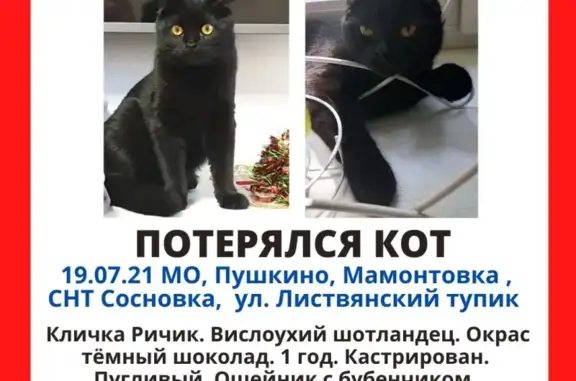 Пропала кошка Ричик в Пушкино, Московская область