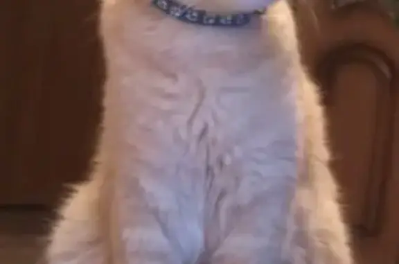 Кошки потеряшки, Москва, фото: Потеряшка кот в СНТ 