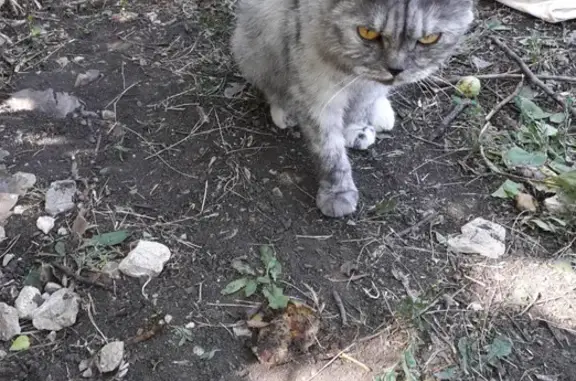 Потерявшаяся ручная кошка на улице Строителей, Металлург