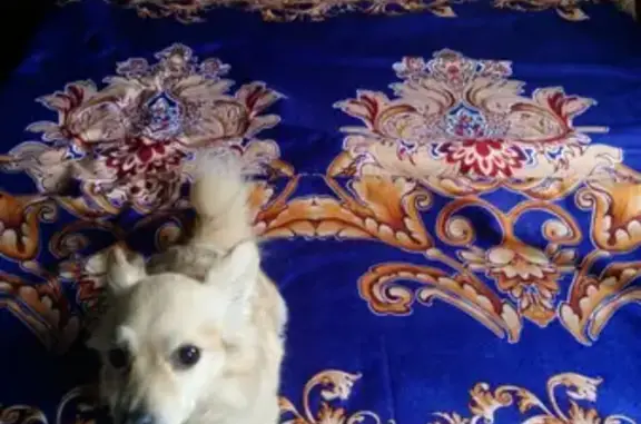 Пропала собака Тина в снт Филипповское, Чехов, Московская область