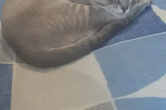 Кошки потеряшки, Воронеж, фото: Потеряшка кот Ганс в районе Димитрова 2а, Воронеж