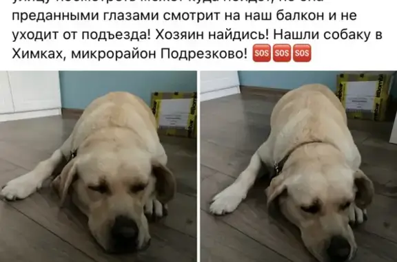 Собака Девочка найдена на Московской улице, Черкизово