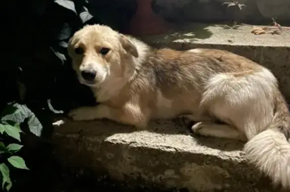 Найден пёс на улице Роз, Ставрополь