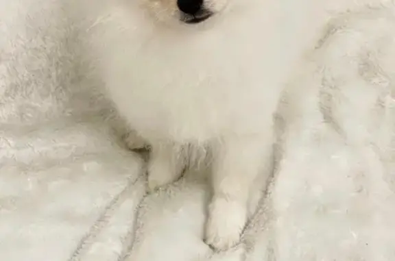 Собаки потеряшки, Сочи, фото: Потеряшка собака Ролли в районе Мамайка, вознаграждение 50 тыс руб