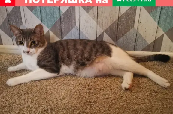Пропала кошка Гриз в Москве, метро Пражская