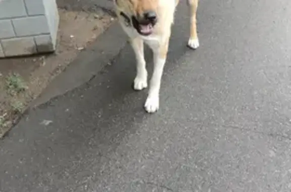 Найден хромающий пес с ошейником в Сестрорецке