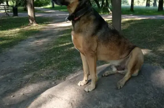 Собаки потеряшки, Санкт-Петербург, фото: Потеряшка собака Ренди в Лужском районе, Ленинградская область