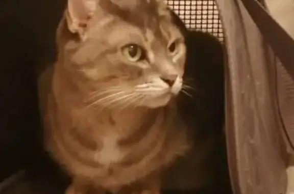 Потерянные животные Курск, фото: Пропала кошка Люся в районе 3 Суворовского переулка