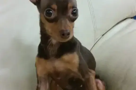 Собаки потеряшки, Омск, фото: Потеряшка собака в Омске, вознаграждение!