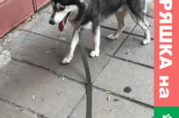 Найдена собака, Санкт-Петербург, фото: Найдена хаски в Невском районе, контакты в описании.