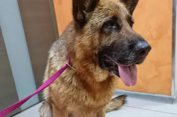 Собака найдена в Мостовском поселении, Москва